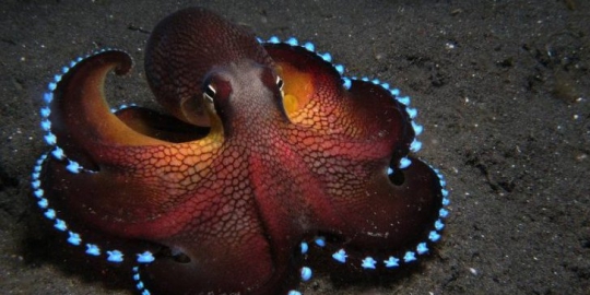 10 binatang tercerdas di muka bumi