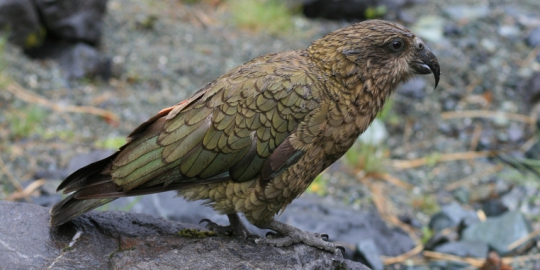 10 binatang tercerdas di muka bumi