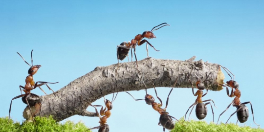 10 binatang tercerdas di muka bumi