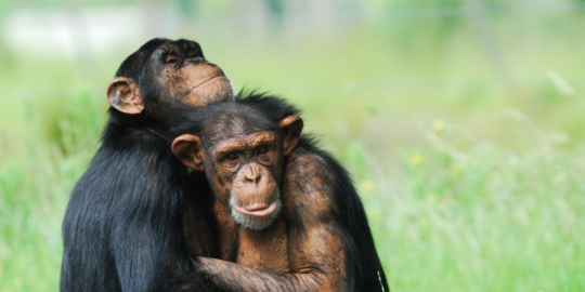 10 binatang tercerdas di muka bumi