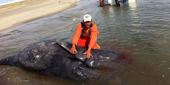 Ikan paus dengan dua kepala ditemukan di Meksiko
