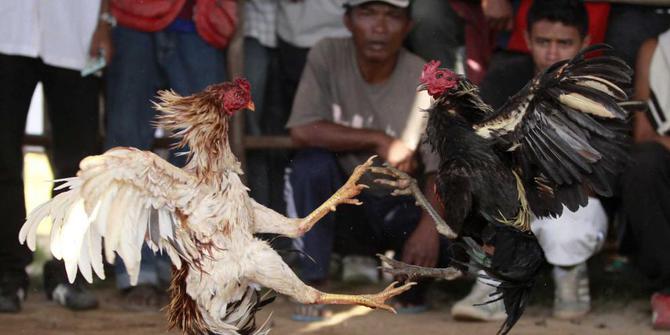 Lokasi judi sabung ayam terbesar di Bogor digerebek 