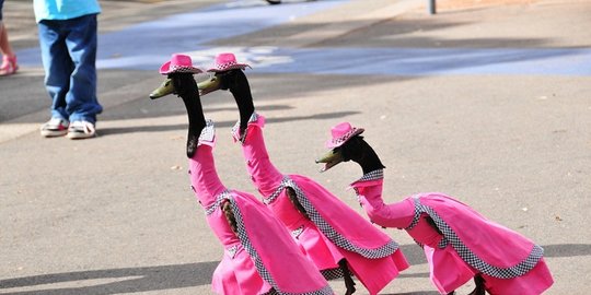 digagalkan seekor bebek rev4