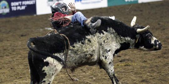 Aksi koboi cilik di National Western Stock Show ke-108