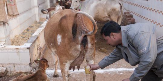 Dipercaya sebagai pengobatan, sekte India minum kencing sapi