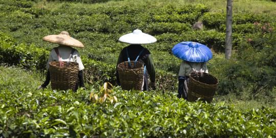 Selain sapi, Indonesia juga rajin impor teh