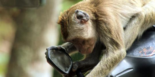 Kebun binatang di Inggris larang monyet  makan pisang 