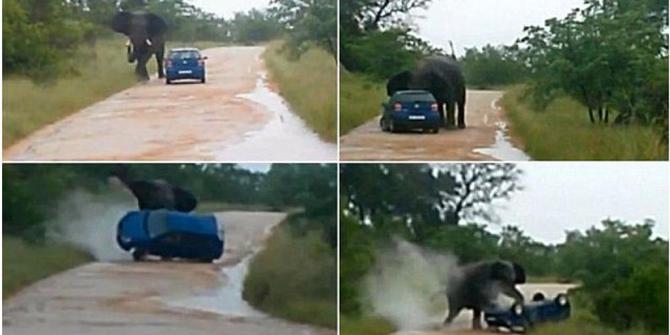 Gajah seruduk mobil  guru asal  Inggris  saat safari di 