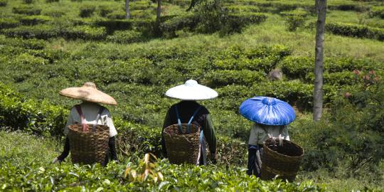 Kemendag: 23.000 Hektare kebun teh hilang dalam 5 tahun