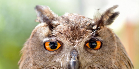 7 fobia ini unik dan langka