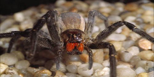 spider rev1