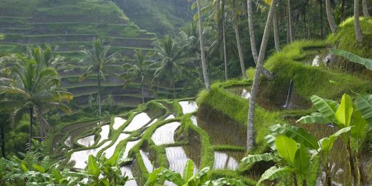 Bank Dunia dorong Indonesia serius kembangkan asuransi pertanian