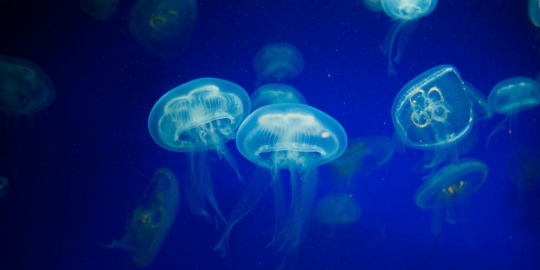 sembuhkan sengatan ubur ubur rev1