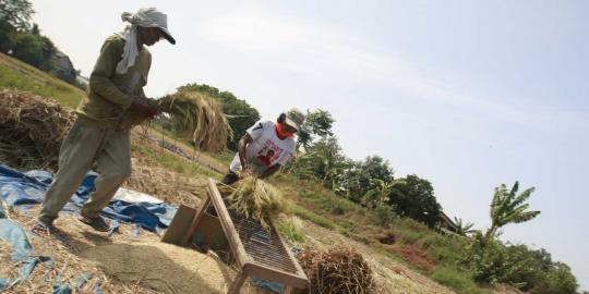 Bulog targetkan stok 20 persen kebutuhan gabah nasional