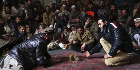 Menyaksikan serunya sabung burung puyuh di Afghanistan