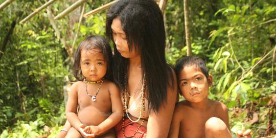 Masuk hutan, 5 suku Anak Dalam dipidanakan perusahaan perkebunan