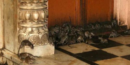 Wow, lebih dari 20.000 tikus hidup di kuil ini!