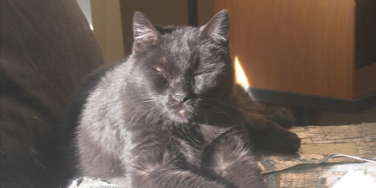 kucing hitam rev2
