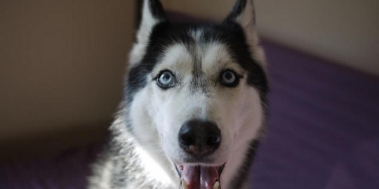 anjing eskimo rev2