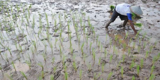 Ratusan hektare sawah rusak akibat banjir di Pantura