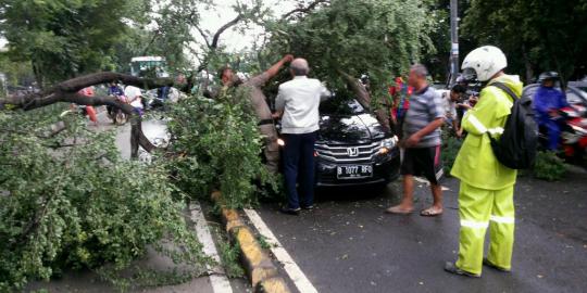 Pohon tumbang timpa 2 mobil, lalin Jalan Pemuda-Matraman padat