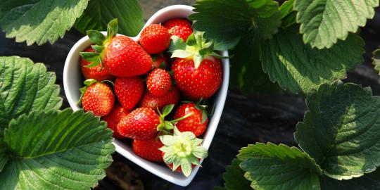 4 Manfaat manis mengonsumsi stroberi secara rutin