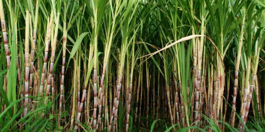 Tahun ini, 18.000 hektare lahan tebu hilang