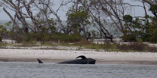 Sekelompok Paus Pilot ditemukan mati terdampar di pantai Florida