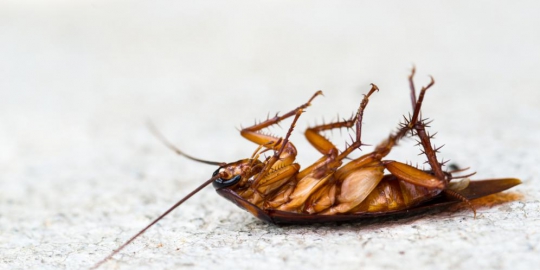 waspadai 9 hal remeh yang bisa memicu asma!