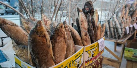Stroganina, hidangan 'Sashimi' ala Rusia