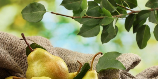 ingin menurunkan berat badan dengan cepat? coba konsumsi 5 buah ini