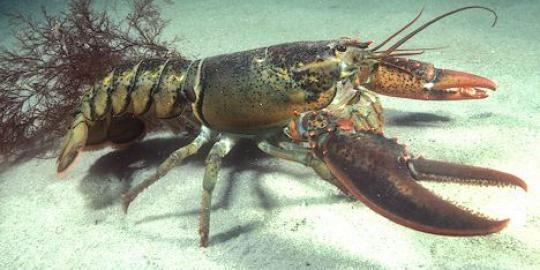 Cuaca buruk perairan selatan Jateng, harga lobster Rp 1 juta/kg