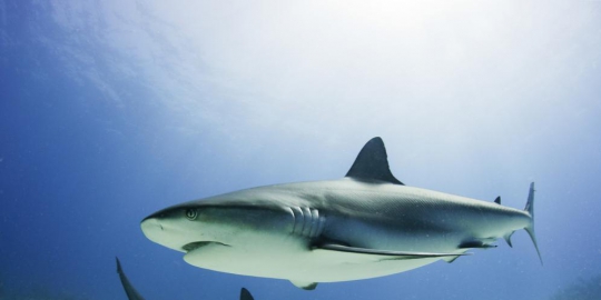 Misteri Indera Keenam Hewan: Bisakah Mereka Memprediksi Bencana Alam?