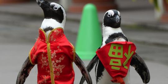 Lucunya parade pinguin sambut Imlek di Jepang