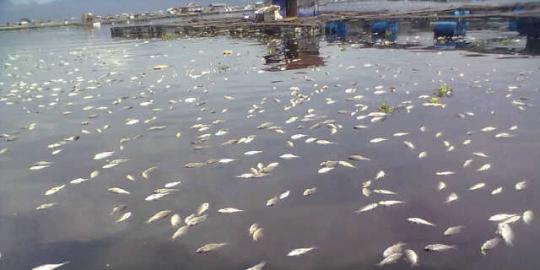 Tak ada sinar matahari, ratusan ton ikan di Waduk Cirata mati