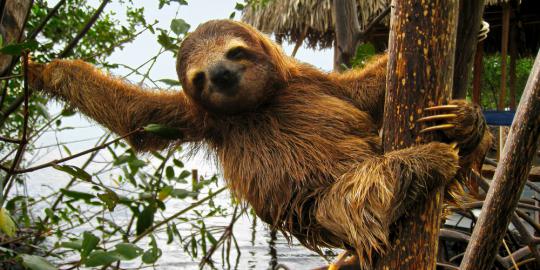 Rambut hewan sloth jadi kunci untuk sembuhkan kanker?