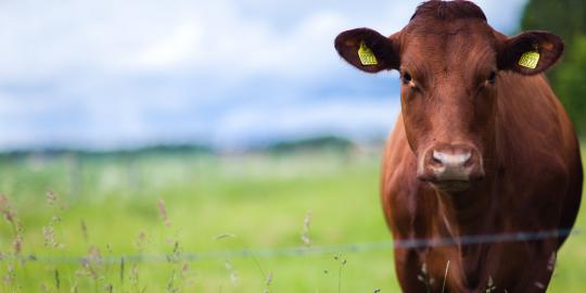 Kentut sapi sebabkan ledakan di Jerman