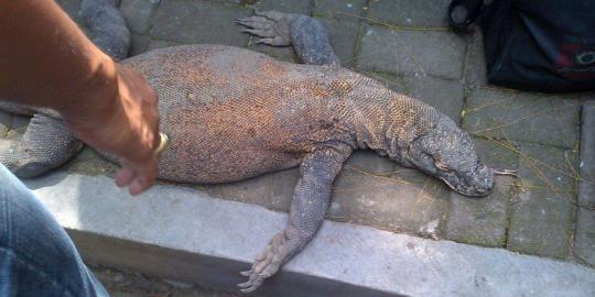 Ini Komodo Dragon yang mati di Kebun Binatang Surabaya