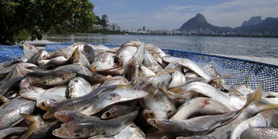 Ribuan ikan di Sungai Serayu mati misterius