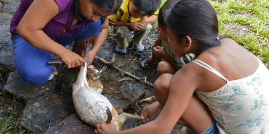 Stok menipis, pengungsi banjir di Bolivia berburu kelinci