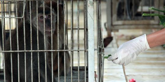 Ditolak Ragunan, monyet razia Jokowi dilepas di Kepulauan Seribu