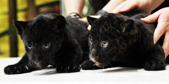 Lucunya dua bayi macan kumbang dari kebun binatang Rusia