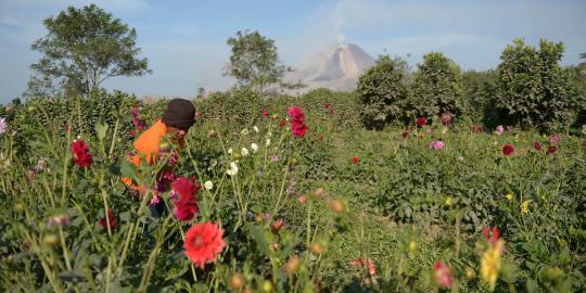 Memanen bunga seruni di tengah erupsi Gunung Sinabung