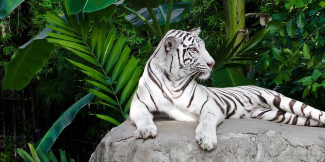 Download 53 Koleksi Gambar Foto Harimau Putih Terbaik Gratis