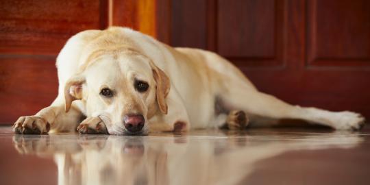 Labrador Retriever jadi anjing paling populer di Amerika