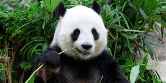 oleh panda rev4