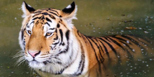 harimau rev4