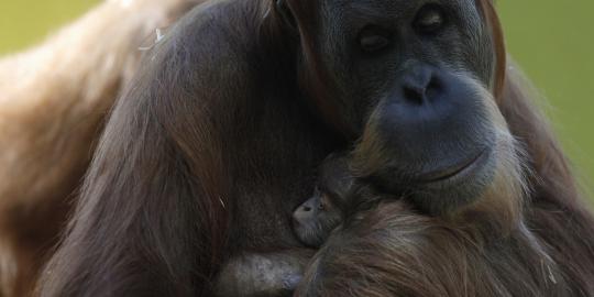 Eratnya kasih sayang induk orangutan ke anaknya