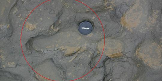 Jejak kaki berusia 800 ribu tahun ditemukan di Inggris
