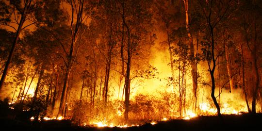 Selama sepekan, enam lahan gambut di Riau terbakar